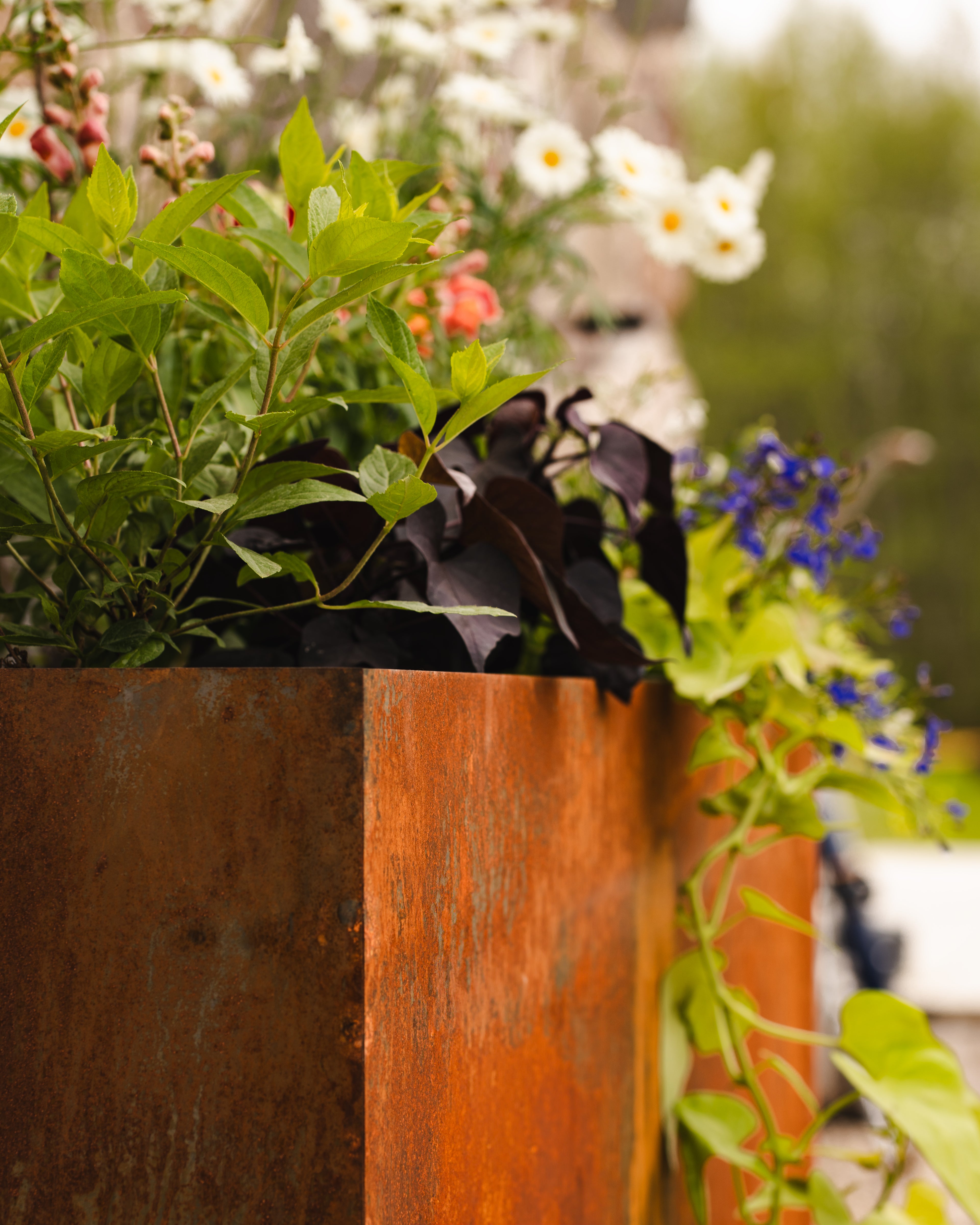 Regulāras Formas Puķu Kaste MAZA