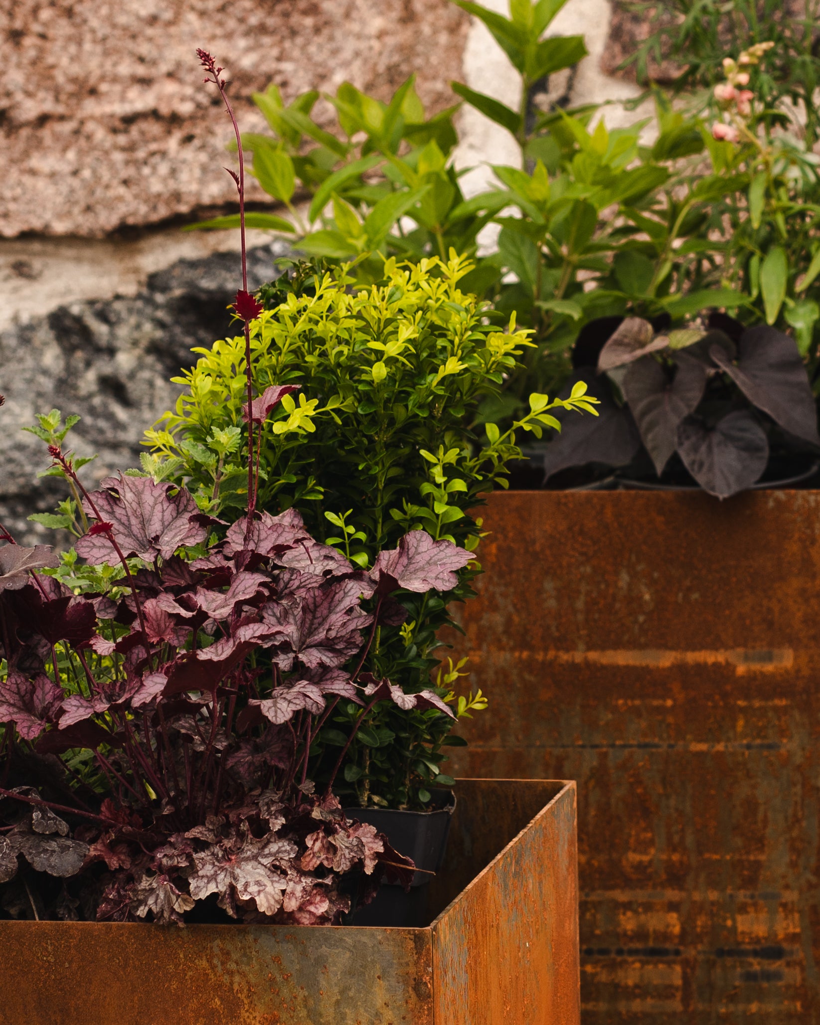 Regulāras Formas Puķu Kaste VIDĒJA